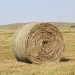 Buy Ryegrass Hay bales for sale - Premium Meadow Grass for sale worldwide - Global Equine Marketplace