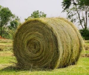 Buy Sorghum Hay bales for sale - Premium Sorghum Hay for sale worldwide - Global Equine Marketplace