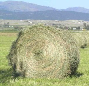 Buy Timothy Hay bales for sale - Premium Timothy hay for sale worldwide - Global Equine Marketplace