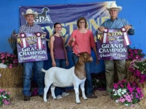 Buying Beef vs Dairy Cattle: Which Is Right? | Global Equine Marketplace
