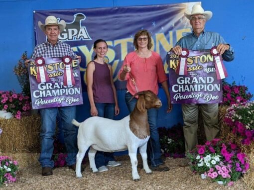 Buying Beef vs Dairy Cattle: Which Is Right? | Global Equine Marketplace