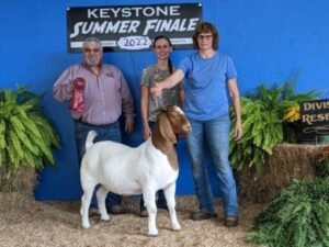 Buying Sheep and Rams: Livestock Guide | Global Equine Marketplace