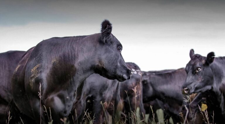 Cattle for Sale in Brazil: Export Guide | Global Equine Marketplace