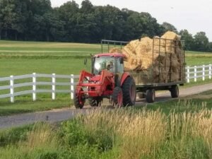 Cattle Transport and Health Certificates | Global Equine Marketplace