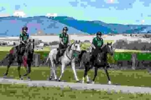 Choosing an Endurance Saddle and Tack | Global Equine Marketplace