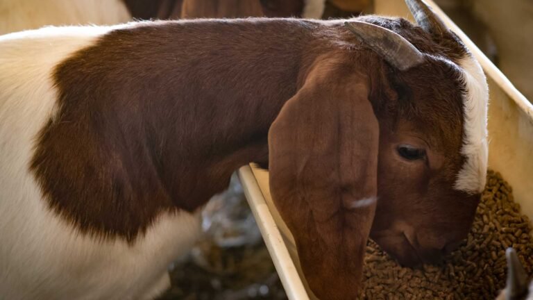 Custom Pellet Feed - Boer Goats for sale worldwide - Global Equine Marketplace