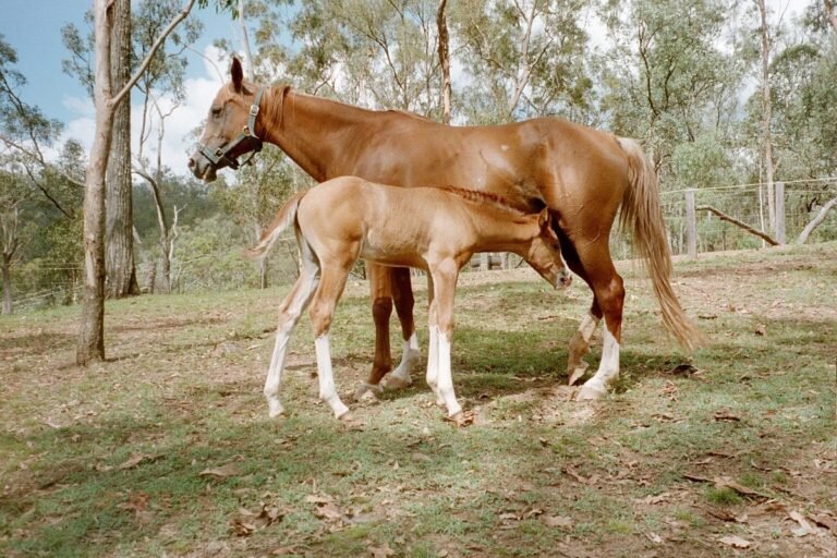 Do Horses Travel Well by Plane? | Global Equine Marketplace