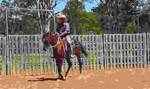 Dutch Warmblood (KWPN) Horses for Sale | Global Equine Marketplace