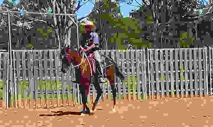 Dutch Warmblood (KWPN) Horses for Sale | Global Equine Marketplace