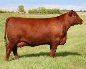 East Friesian Sheep for Sale — for sale worldwide | Global Equine Marketplace