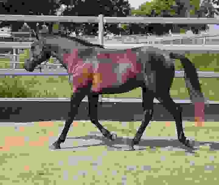 Endurance Arabians for Sale Worldwide | Global Equine Marketplace