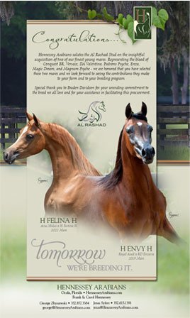 ¿Está buscando ganado para su AFU/Unidad de Carne? - — for sale worldwide | Global Equine Marketplace