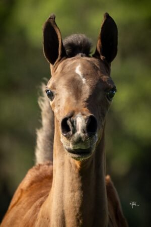 شراء بالات تيموثي هاي للبيع - قسط تيموثي هاي — for sale worldwide | Global Equine Marketplace شراء بالات تيموثي هاي للبيع - قسط تيموثي هاي — for sale worldwide | Global Equine Marketplace