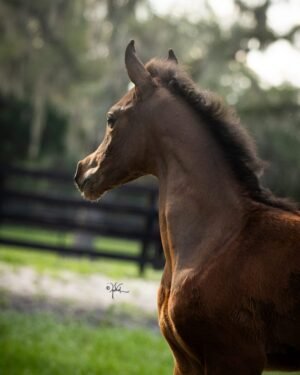 أعلاف ومكملات الخيول في الإمارات العربية المتحدة — for sale worldwide | Global Equine Marketplace أعلاف ومكملات الخيول في الإمارات العربية المتحدة — for sale worldwide | Global Equine Marketplace