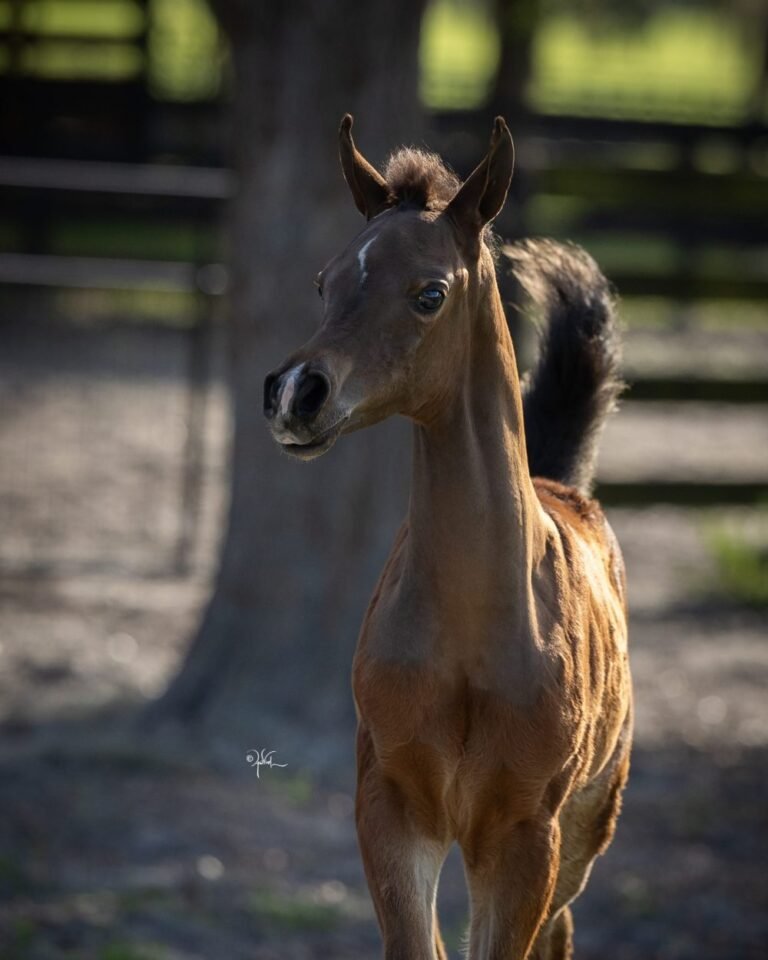 أفضل موردي أعلاف الخيول في قطر — for sale worldwide | Global Equine Marketplace