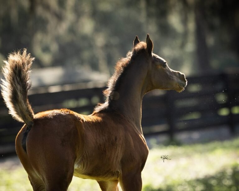 تيموثي هاي - زعبيل فيد — for sale worldwide | Global Equine Marketplace