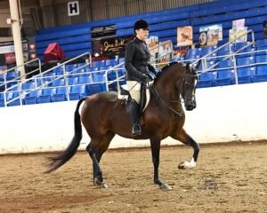 أفضل غذاء للخيول للخيول البرميلية — for sale worldwide | Global Equine Marketplace أفضل غذاء للخيول للخيول البرميلية — for sale worldwide | Global Equine Marketplace