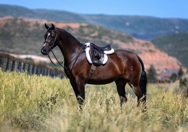 أفضل غذاء للخيول في دبي — for sale worldwide | Global Equine Marketplace