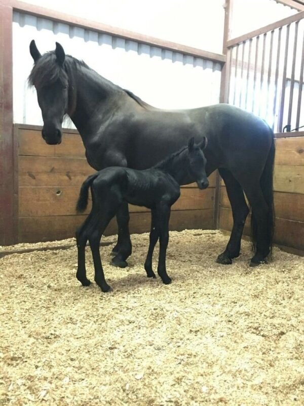 Friesian Horse for Sale for sale worldwide - Global Equine Marketplace Friesian Horse for Sale for sale worldwide - Global Equine Marketplace