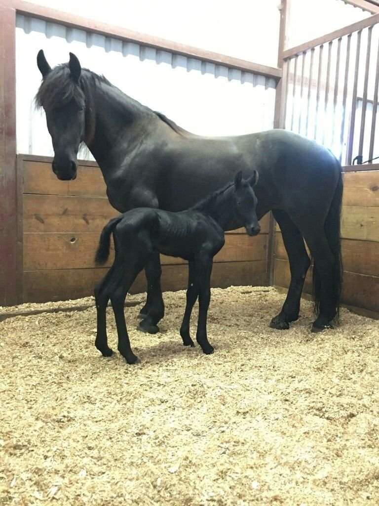 Friesian Horse for Sale for sale worldwide - Global Equine Marketplace