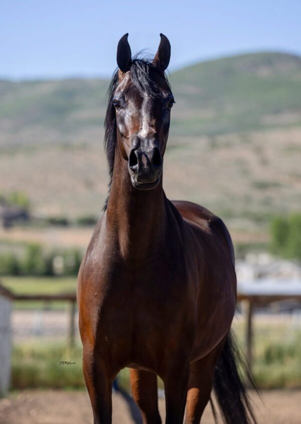 Friesian Mare for Sale EU – 4-Year-Old 15.1 hh Black Registe — for sale worldwide | Global Equine Ma Friesian Mare for Sale EU – 4-Year-Old 15.1 hh Black Registe — for sale worldwide | Global Equine Marketplace