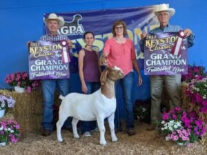 Goat Feed and Minerals: What to Buy | Global Equine Marketplace
