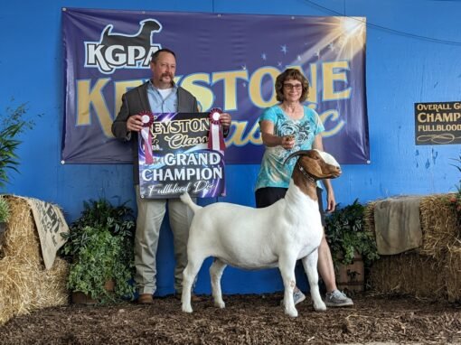 Goats for Sale Worldwide: Export Guide | Global Equine Marketplace