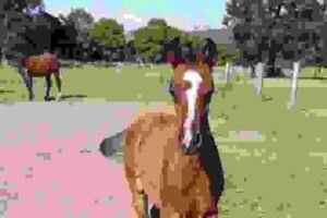 Grand Prix Dressage Horses for Sale | Global Equine Marketplace