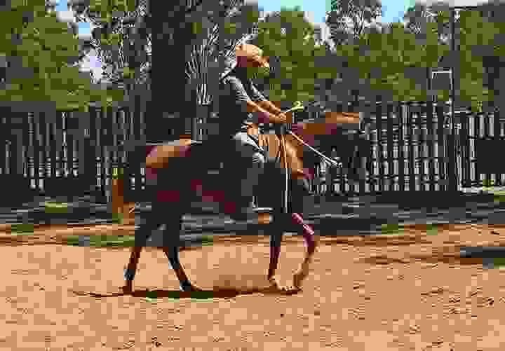 Hanoverian Horses for Sale | Global Equine Marketplace