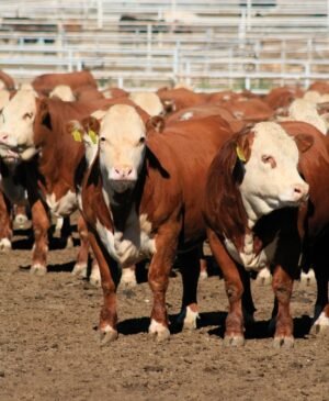 Hereford Cattle for Sale - Live stock animals for sale worldwide - Global Equine Marketplace Hereford Cattle for Sale - Live stock animals for sale worldwide - Global Equine Marketplace