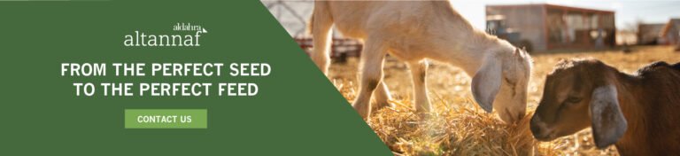 Horse Feed Suppliers in the UAE | Global Equine Marketplace