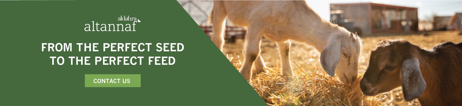 Horse Feed Suppliers in the UAE | Global Equine Marketplace