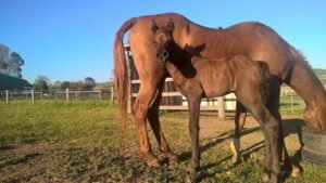 Horses for Sale in Adelaide | Global Equine Marketplace