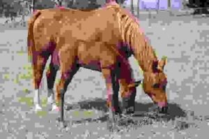 Horses for Sale in Arizona | Global Equine Marketplace