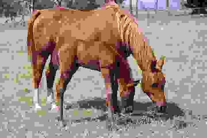 Horses for Sale in Arizona | Global Equine Marketplace