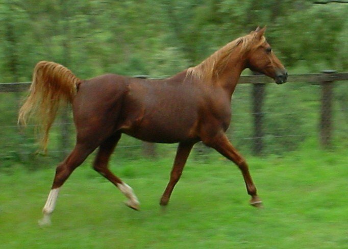 Horses for Sale in Birmingham UK | Global Equine Marketplace