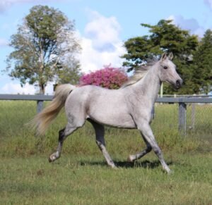 Horses for Sale in Calgary | Global Equine Marketplace