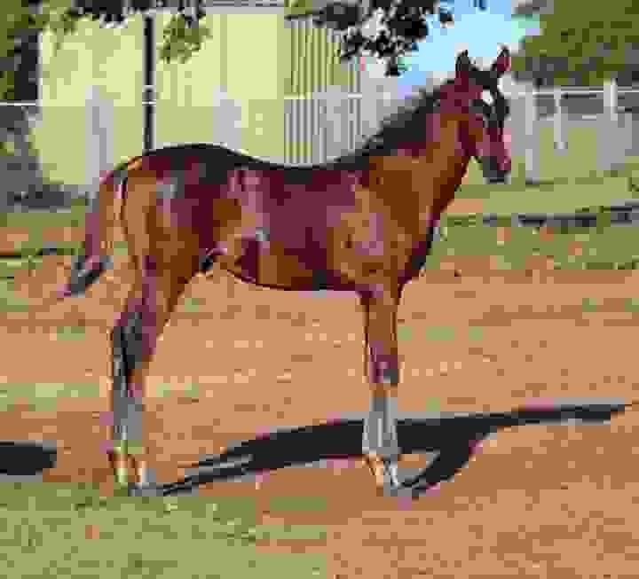 Horses for Sale in China: Buyer’s Guide | Global Equine Marketplace