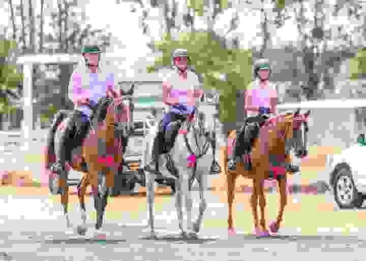 Horses for Sale in Colorado | Global Equine Marketplace