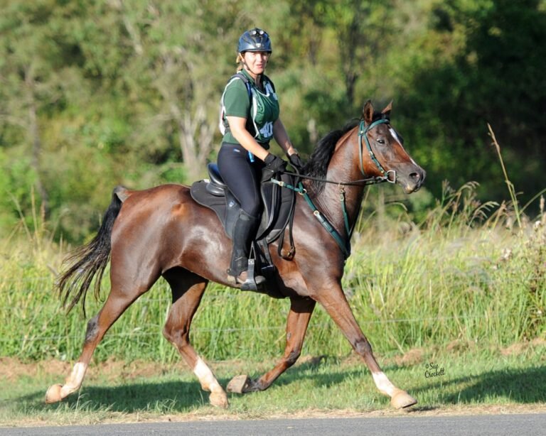 Horses for Sale in Doha vs Dubai: Gulf Buyer’s Guide | Global Equine Marketplace