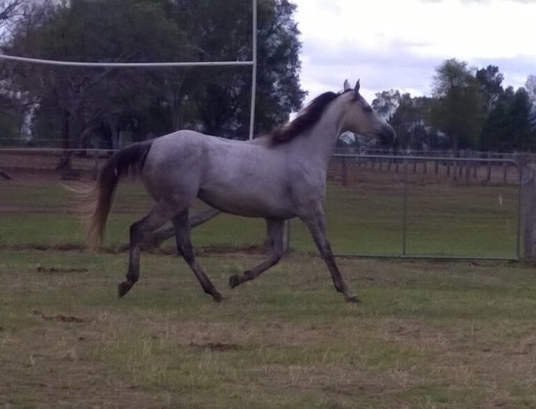 Horses for Sale in Frankfurt | Global Equine Marketplace