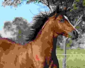 Horses for Sale in Georgia | Global Equine Marketplace