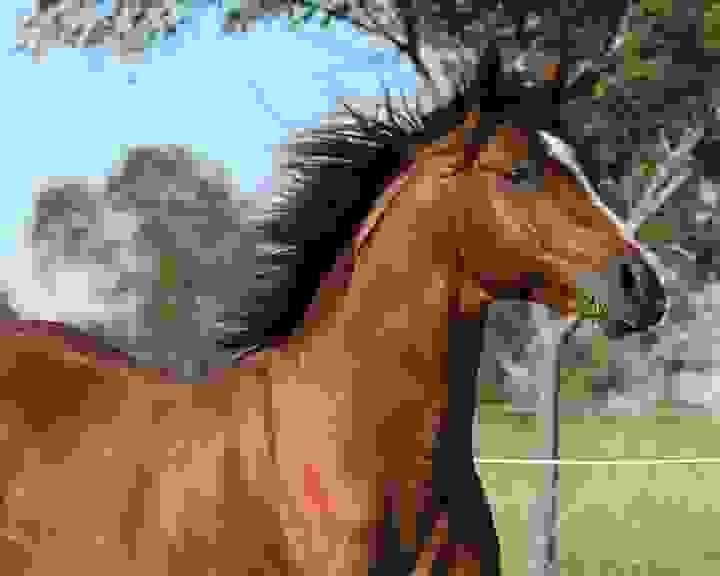Horses for Sale in Georgia | Global Equine Marketplace