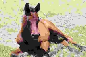 Horses for Sale in Greece: Buyer’s Guide | Global Equine Marketplace