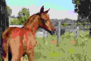 Horses for Sale in Hungary: Buyer’s Guide | Global Equine Marketplace