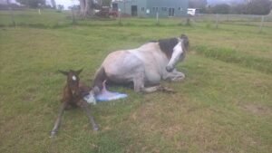 Horses for Sale in Johannesburg | Global Equine Marketplace