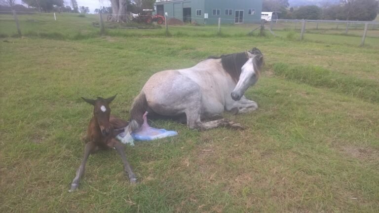 Horses for Sale in Johannesburg | Global Equine Marketplace