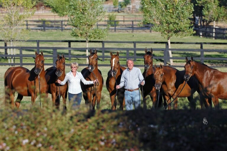 Horses for Sale in Kansas | Global Equine Marketplace