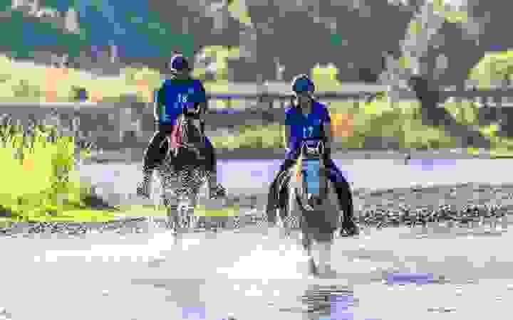 Horses for Sale in Kentucky | Global Equine Marketplace