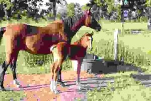 Horses for Sale in Kenya: Buyer’s Guide | Global Equine Marketplace
